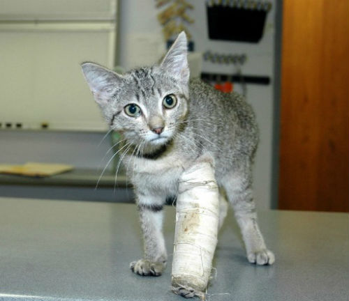 Лечение перелома лап у кошек